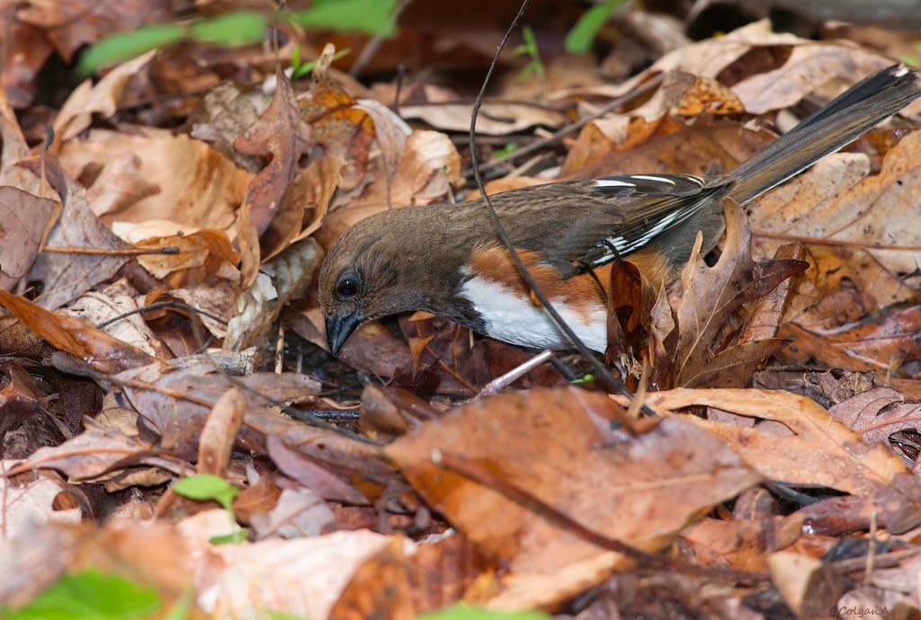 Eastern Towhee, f. by Kelly Colgan Azar is licensed under CC BY-ND 2.0.